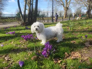 Maltese dogs 🌟KC Registered Maltese Puppies 4 Girls and 4 Boys - Advert 3