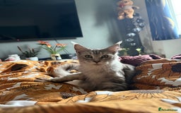 Maine Coon cats for sale: 🐾 Gorgeous Active Maine Coon Cat for Sale 🐾 - Image 3
