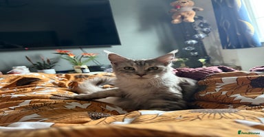 Maine Coon cats - Advert 4