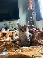 Maine Coon cats - Advert 3