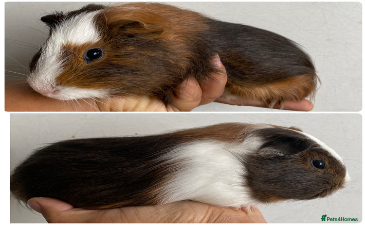 Guinea Pig rodents - Advert 15