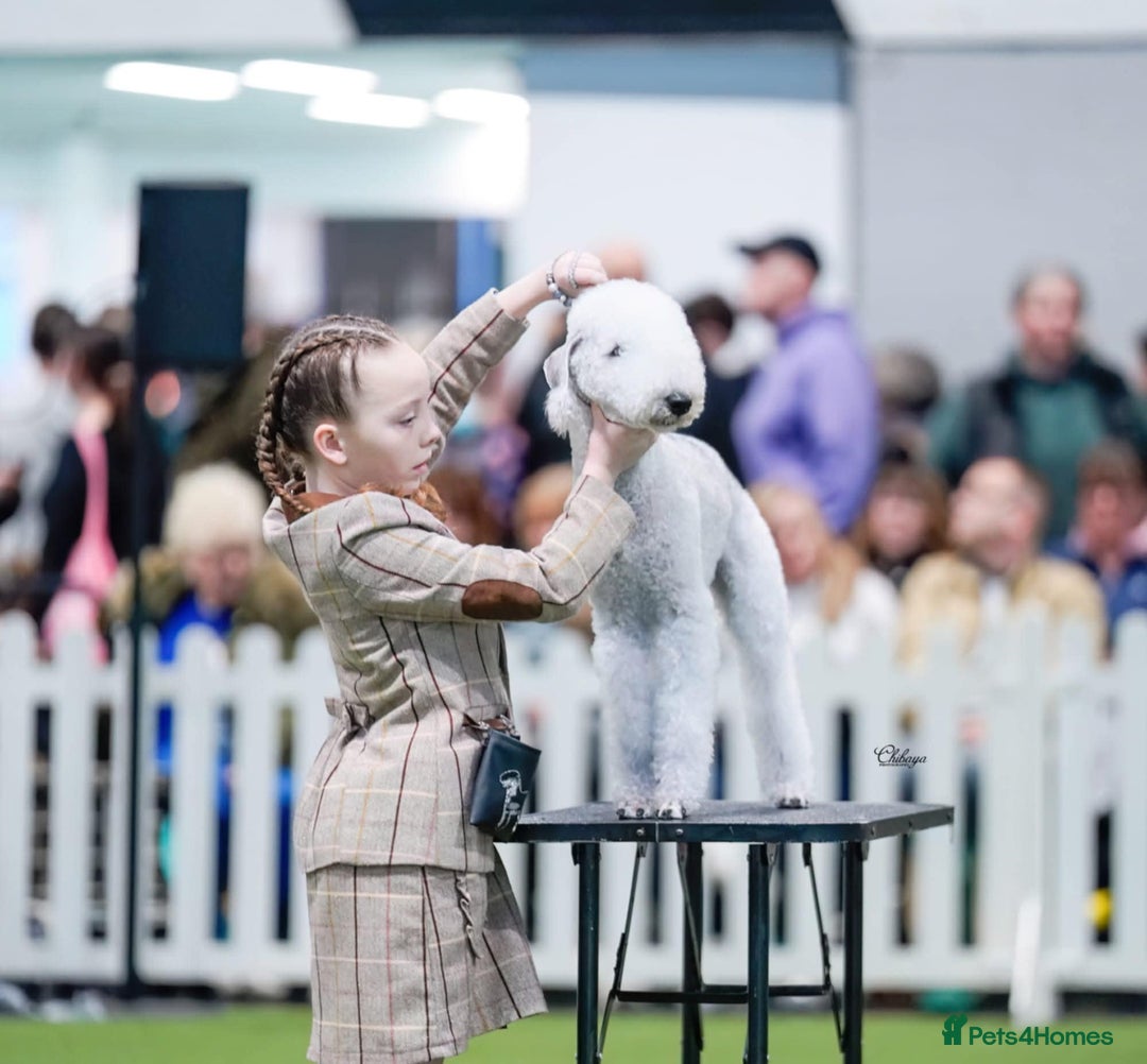 Bedlington Terrier dogs for sale: Champion Sired KC Reg Bedlington Terrier Puppies  - Advert 9