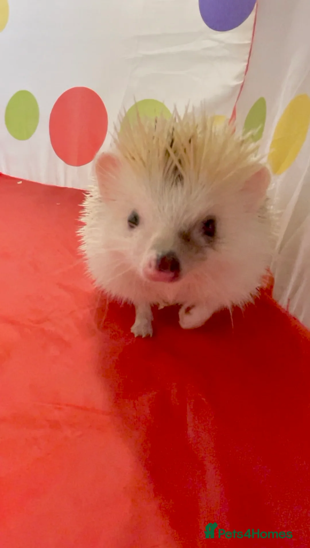 Pygmy Hedgehog rodents for sale: Lovely Young Adult Male African Pygmy Hedgehogs  - Advert 3
