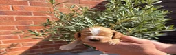 Cocker Spaniel dogs for sale: Show cocker spaniels  - Advert 4