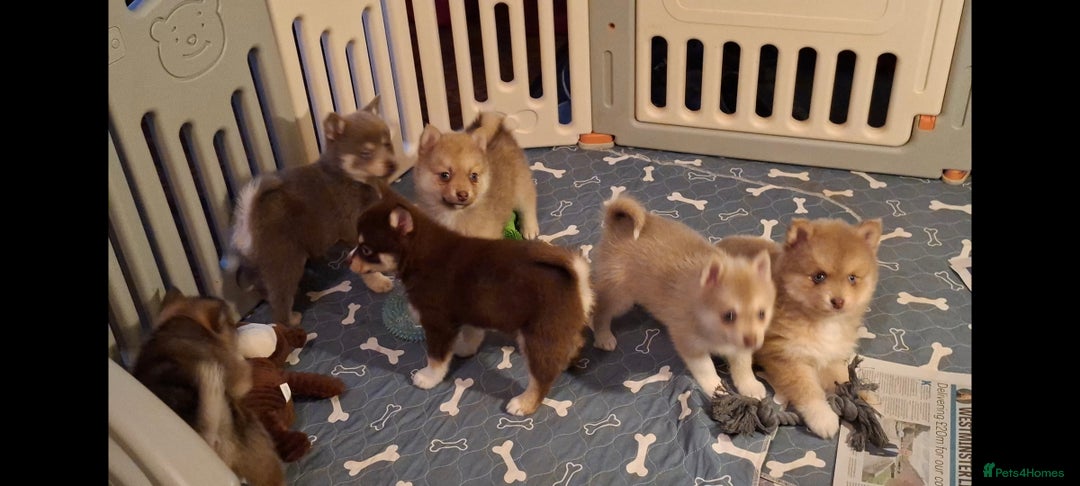Pomsky dogs for sale: Blue Eyed F4 Toy Pomskies - Advert 39