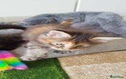 Maine Coon cats for sale: Tica pedigree kittens -ready for reservation  - Image 14