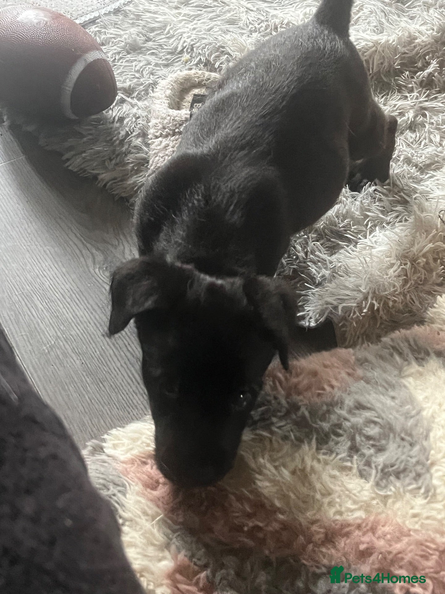 Mixed Breed dogs REDUCED!! Canedoodle £400open to sensible offers  - Advert 2