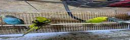 Budgerigars birds for sale: 13 budgies available  - Advert 3