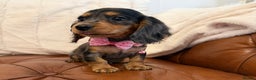 Miniature Dachshund dogs for sale: Beautiful Cream Longcoats Miniature Dachshund  - Advert 7