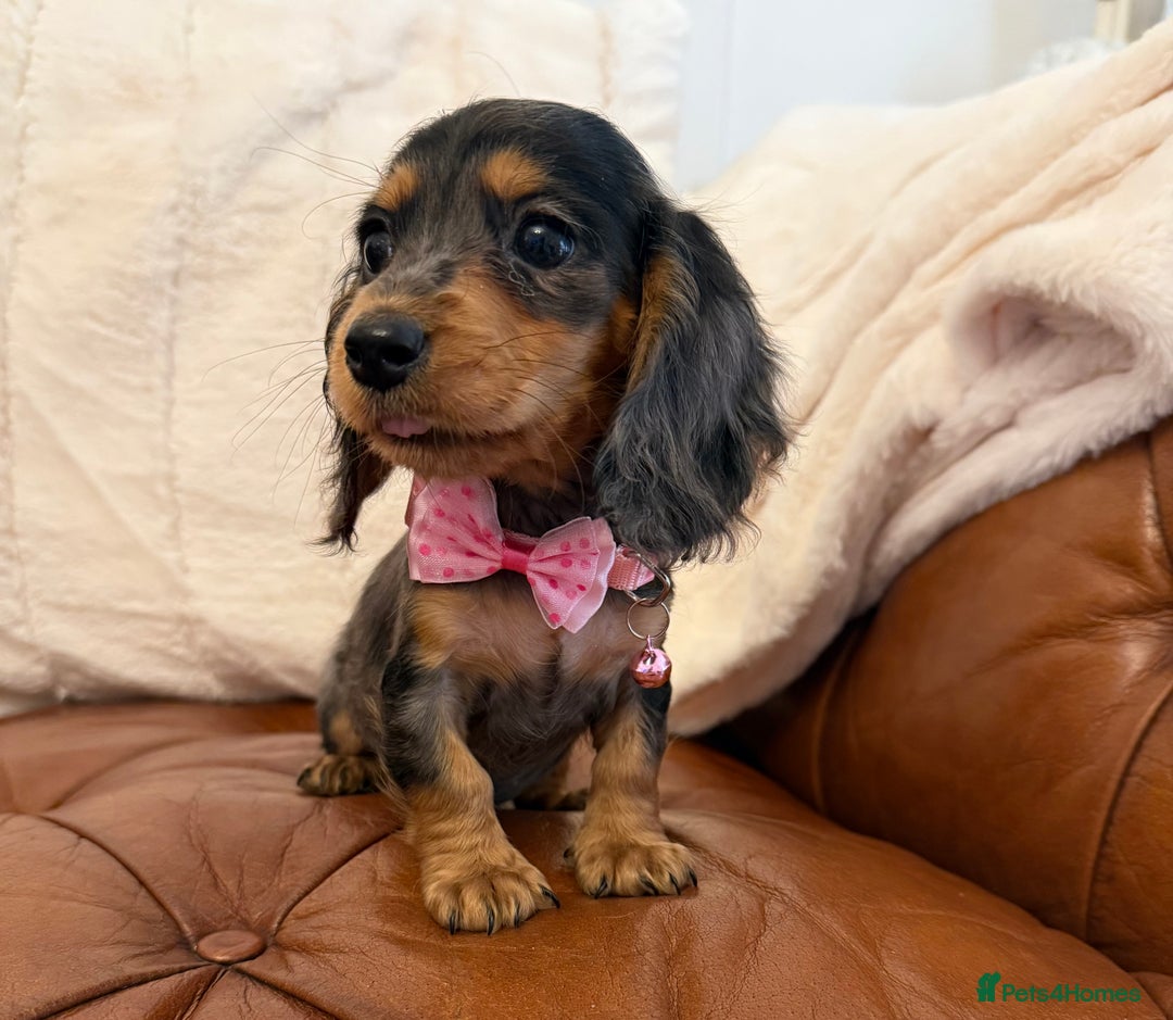 Miniature Dachshund dogs for sale: Beautiful Cream Longcoats Miniature Dachshund  - Advert 7
