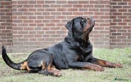 Rottweiler dogs for stud: Stunning Boy Available For Stud……. in Diss - Image 9