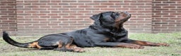 Rottweiler dogs for stud: Stunning Boy Available For Stud……. in Diss - Advert 9