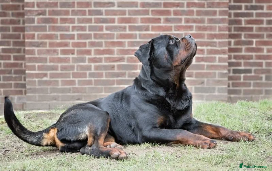 Rottweiler dogs for stud: Stunning Boy Available For Stud……. in Diss - Advert 9