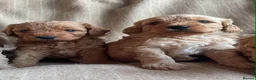 Cavapoochon dogs for sale: Beautiful Cavapoochon Puppies - Advert 7