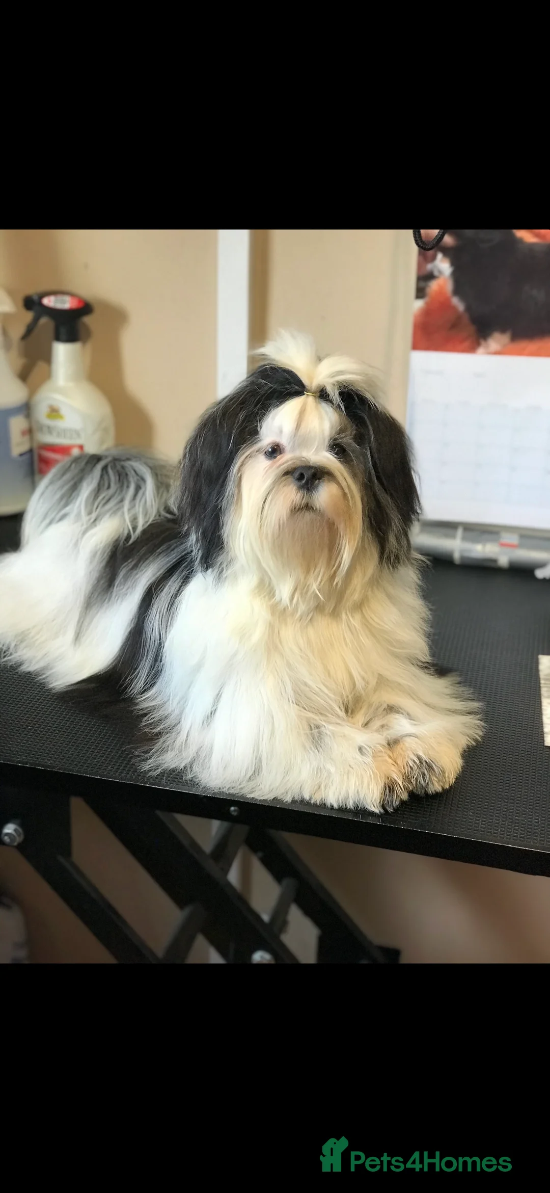 Lhasa Apso dogs for sale: Lhasa Apso Adult Girl - Advert 2
