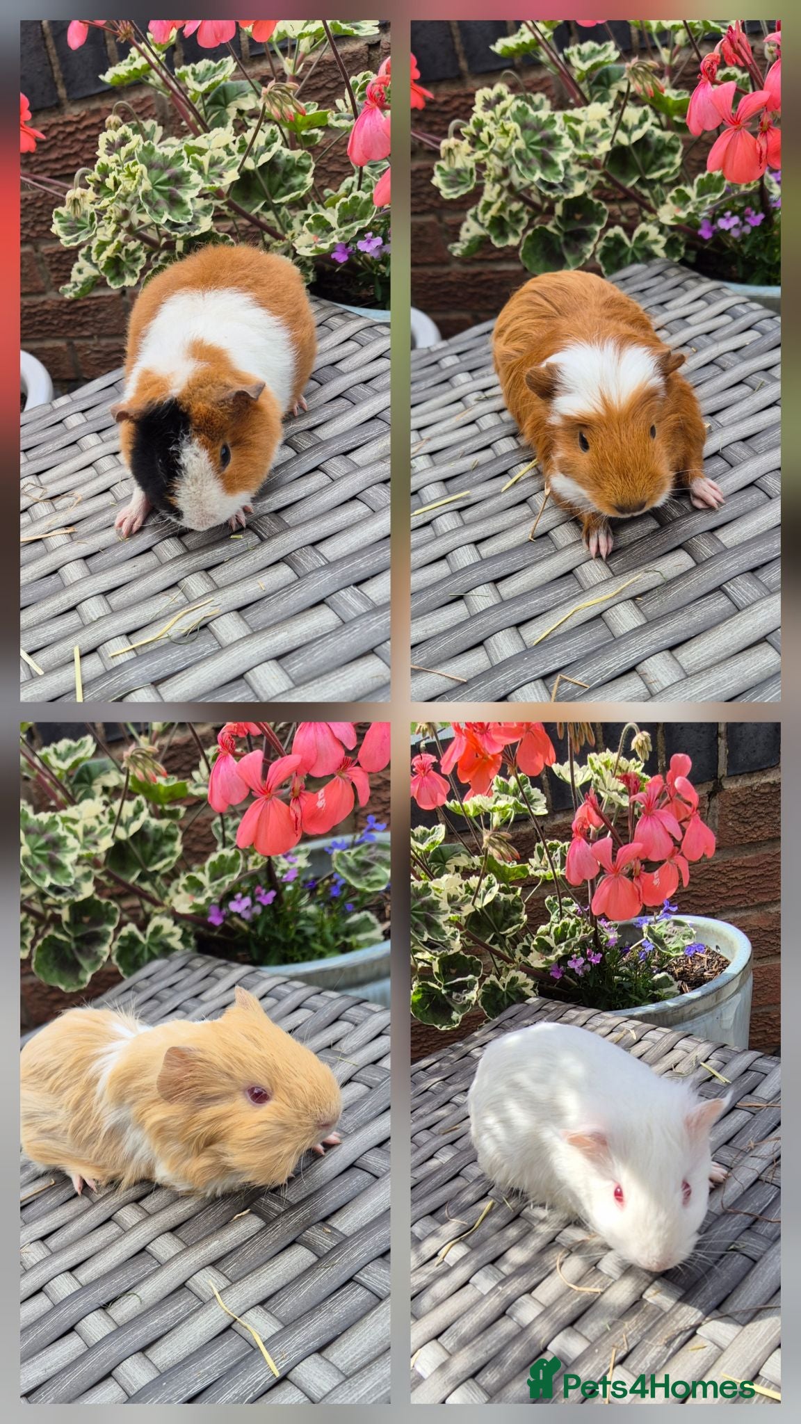 Guinea Pig rodents Female Baby Guinea Pigs Teddy & Smooth Coat - Advert 8