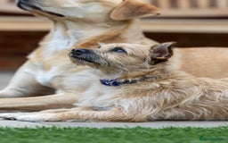 Mixed Breed dogs for adoption: Livvy - Image 10