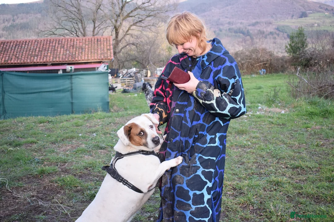 Mixed Breed dogs for adoption: Pirata - Advert 5