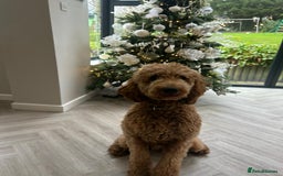 Irish Doodle dogs for sale: F1 Standard Irish-doodles Parents DNA Clear & Hips - Image 10