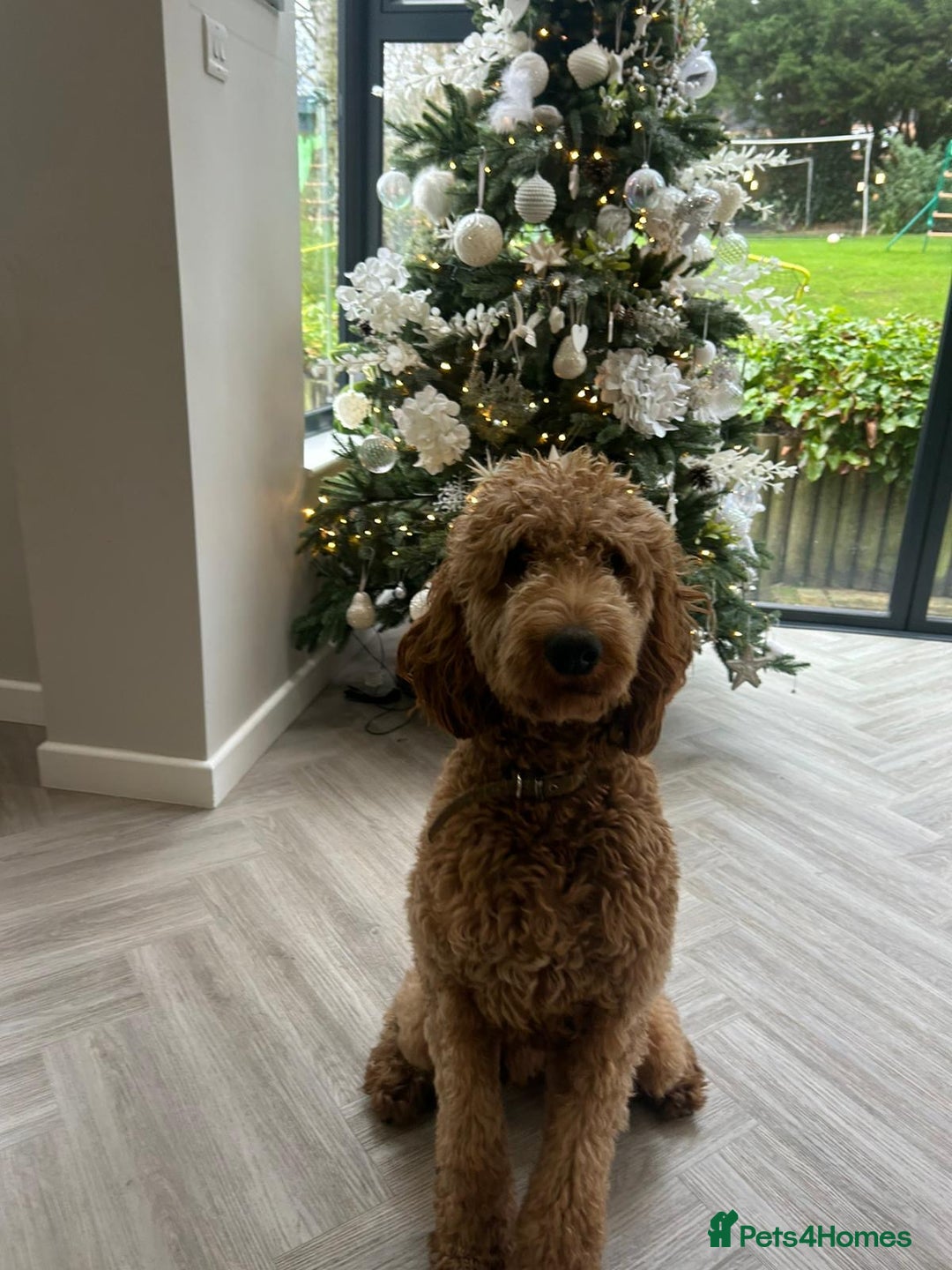 Irish Doodle dogs for sale: F1 Standard Irish-doodles Parents DNA Clear & Hips - Image 10