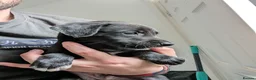 Greyhound dogs for sale: Greyhound puppies 2 male 1 female left - Advert 9