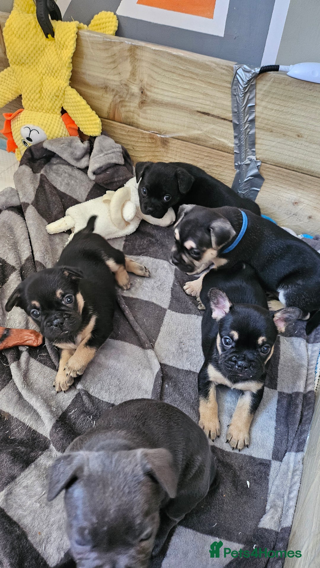 Mixed Breed dogs for sale: 3/4 French bulldog 1/4 Pomeranian Puppies - Image 2