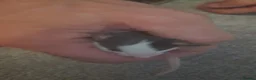 Rat rodents for sale: Baby Rats in Chichester - Advert 5