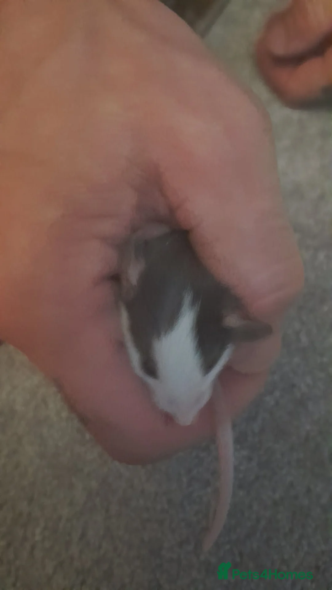 Rat rodents for sale: Baby Rats in Chichester - Advert 5
