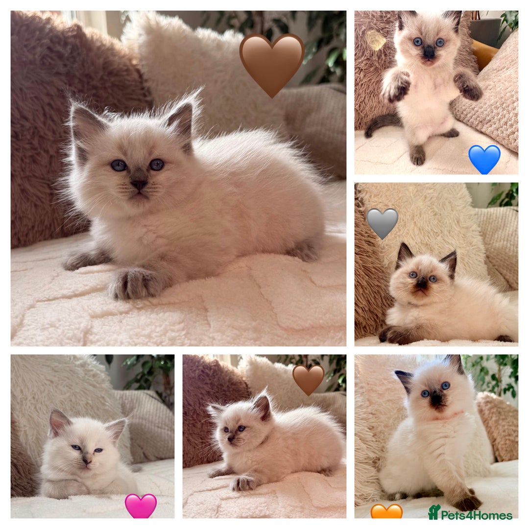Ragdoll cats for sale: 🩷🌸7 weeks🌸6 Purebred Ragdoll🌸🩷 - Advert 1