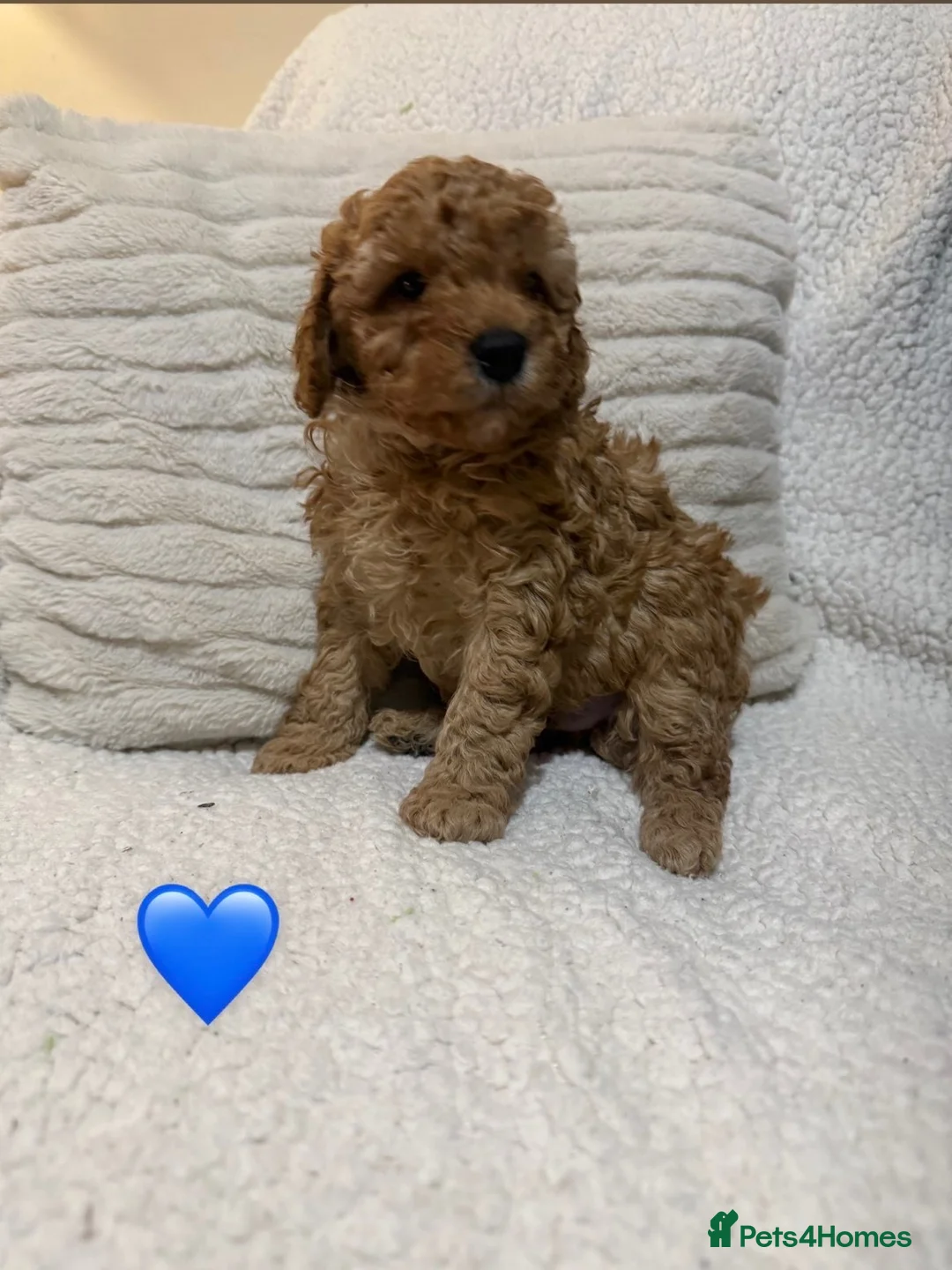 Cockapoo dogs for sale: 3 beautiful male F1B cockapoo puppies - Advert 4