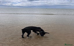 Mixed Breed dogs for sale: Male dog approx 11 months old - Image 2