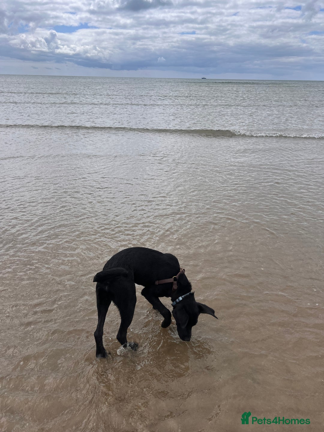 Mixed Breed dogs for sale: Male dog approx 11 months old - Image 2