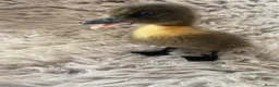 Ducks poultry for sale: 2 ducklings white crested and Cayuga x crested  - Advert 4