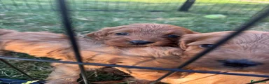 Cockapoo 5