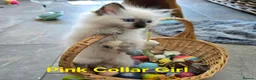 Ragdoll cats for sale: Adorable Ragdoll kittens looking for loving homes! - Advert 24