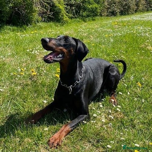 Dobermann dogs KC reg, Fully Health Tested Parents, 0% inbreeding - Advert 2