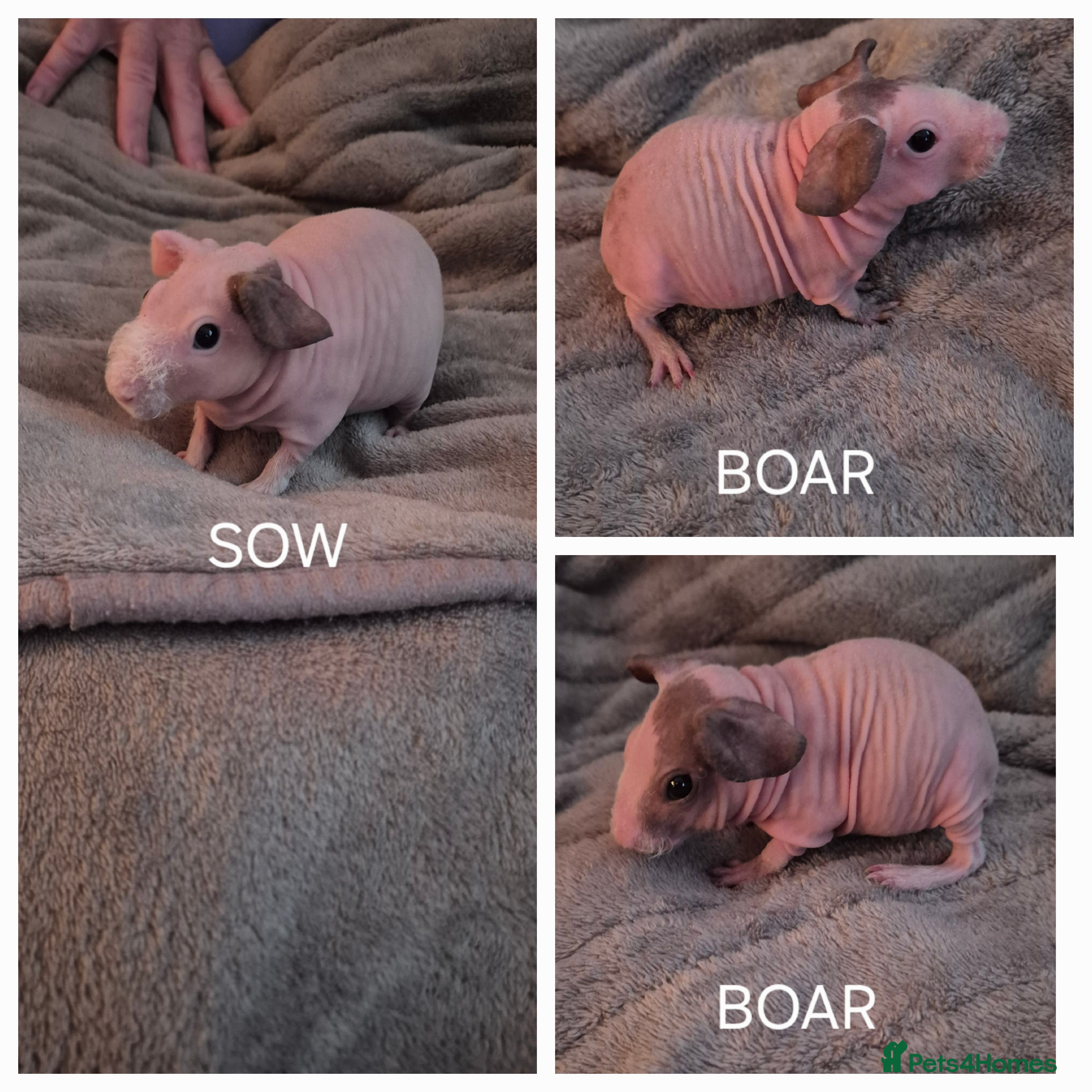Guinea Pig rodents Skinny Pigs - Advert 1