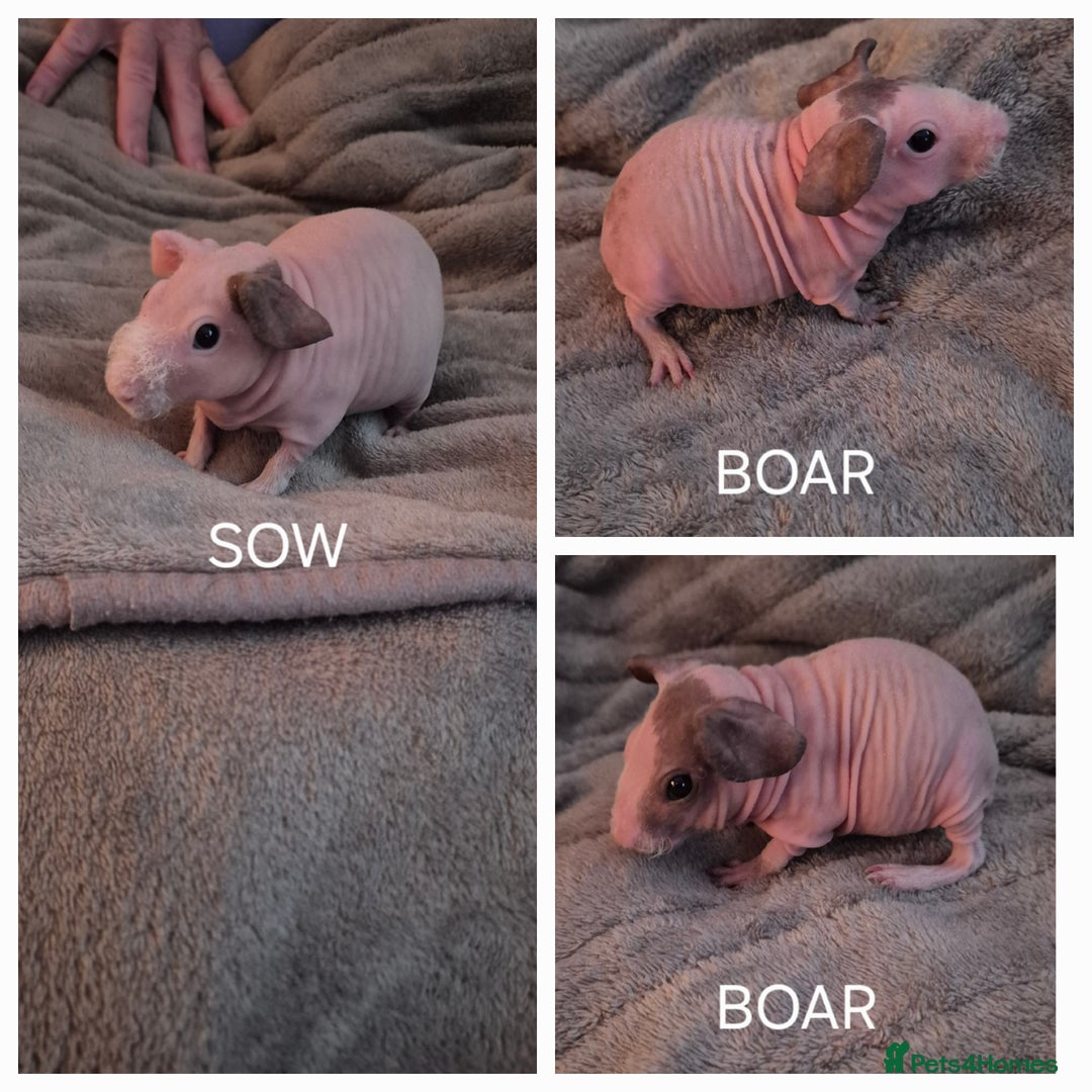 Guinea Pig rodents for sale: Skinny Pigs - Advert 1