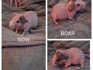 Guinea Pig rodents Skinny Pigs - Advert 3