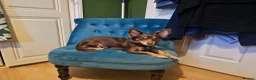 Chorkie dogs for sale: Two Female Pups  in Porth - Advert 2