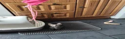 Mixed Breed cats for sale: Beautiful kittens ready for new home - Advert 15