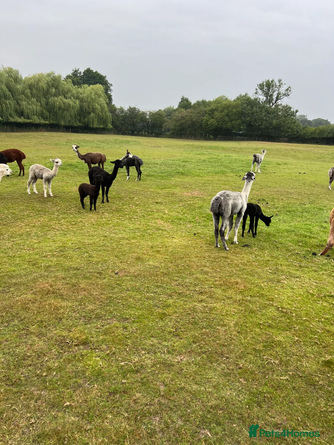 Alpaca livestock for sale: Quality BAS registered Alpaca babiez - Advert 6