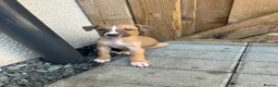 Mixed Breed dogs for sale: Beautiful Whippet/Greyhound Puppies - Advert 7