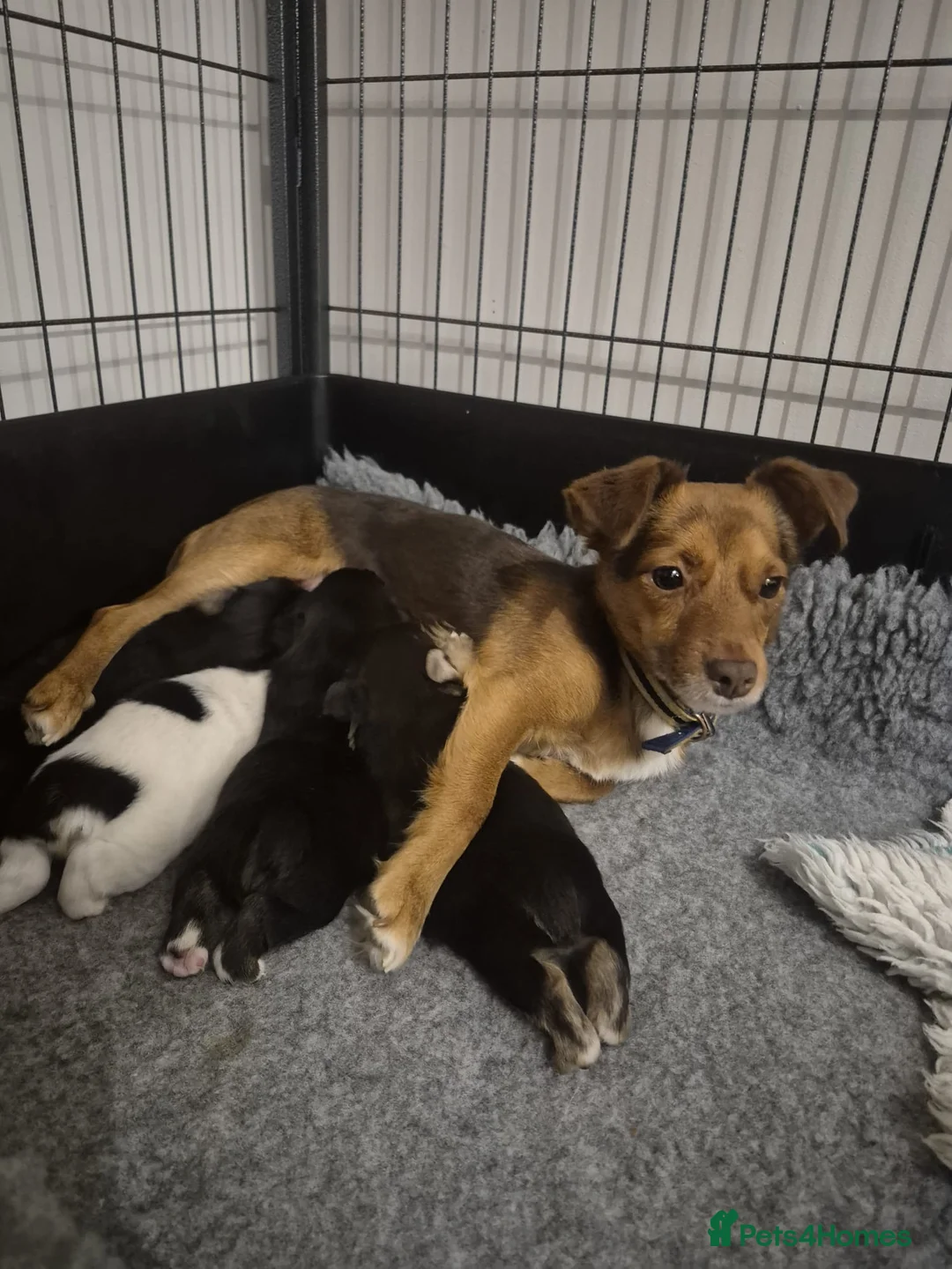 Jack Russell dogs for sale: Jack Russell puppies  - Advert 12