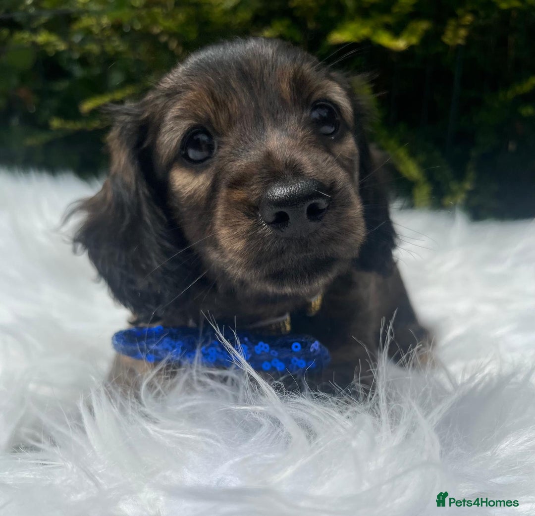 Miniature Dachshund dogs for sale: Beautiful KC mini L/h girls - Image 5