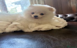 Pomeranian dogs for sale: 🐾✨ Rare White Extra Tiny Size Pomeranian Puppies  - Image 7