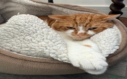 Mixed Breed cats for sale: 4 Gorgeous Kittens Ready for Their Forever Homes! - Image 2