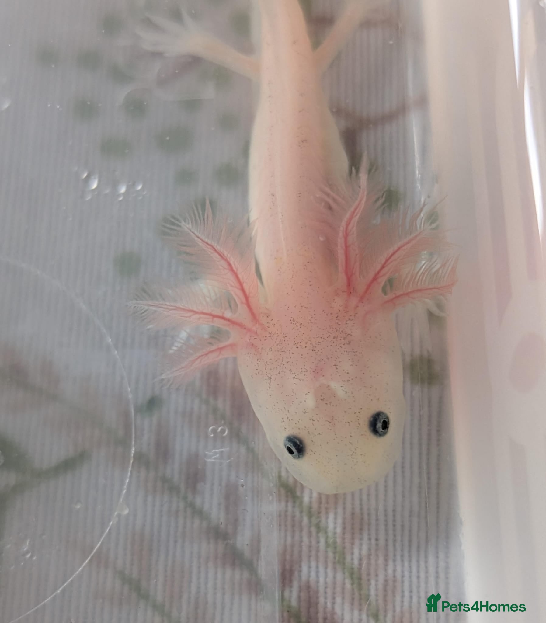 Axolotl reptiles Leucistic Axolotls - Available Now - Advert 1