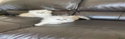 Persian cats for sale: Persian chinchilla kittens ready!!!! - Advert 2