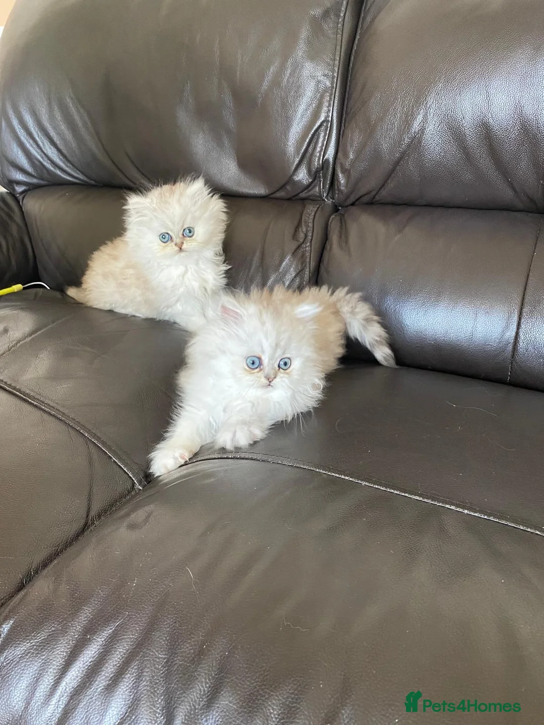 Persian cats for sale: Persian chinchilla kittens ready!!!! - Advert 2